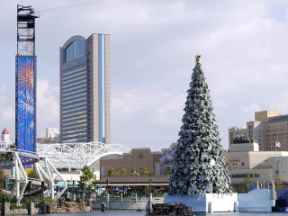 USJ　クリスマスツリー