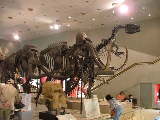 大阪市立自然史博物館